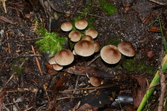 Mycena marangania