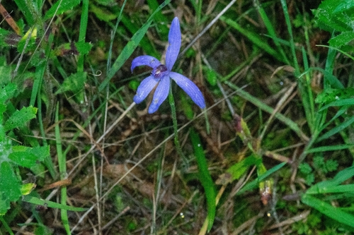 Blue Fairy Orchid