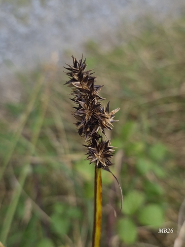 False Fox-sedge