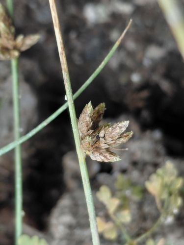Schoenoplectiella supina, 2026-08-26