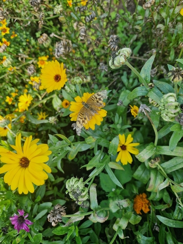 Silver-washed Fritillary