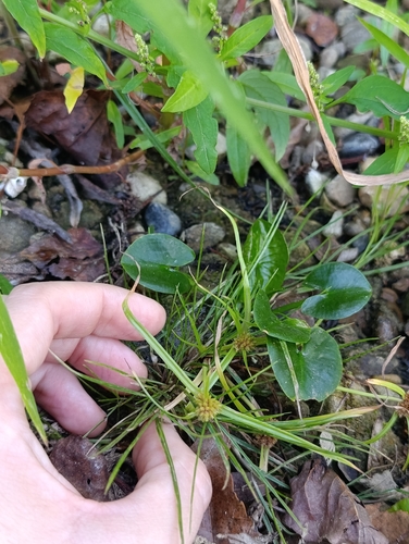 Cyperus michelianus