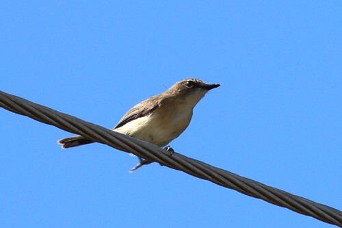 Large-billed Gerygone