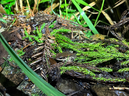 LaTouche's Frog