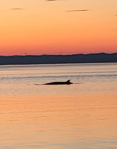 Common Minke Whale