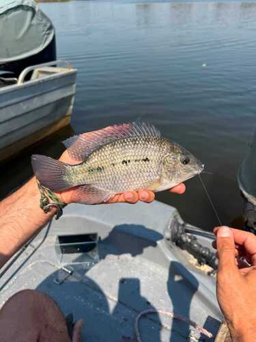 Three-spotted Tilapia
