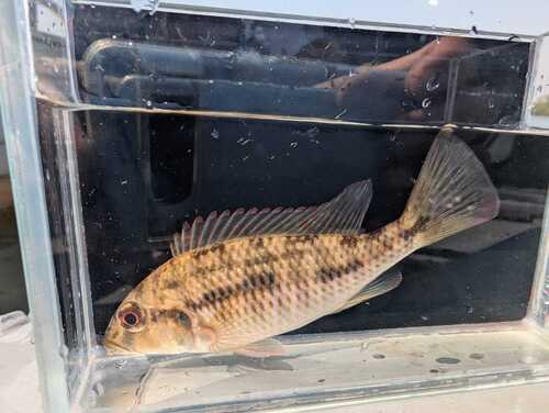 Zambezi Bream
