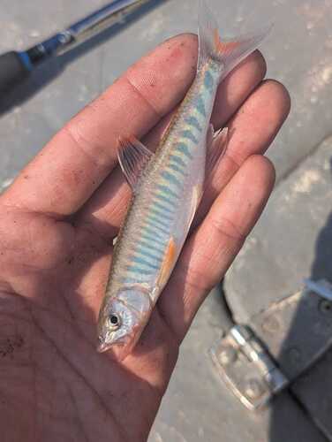 Northern Barred Minnow