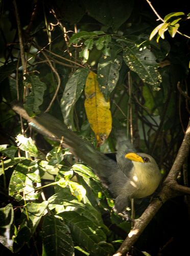 iNaturalist image