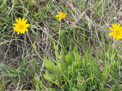 Arnica fulgens