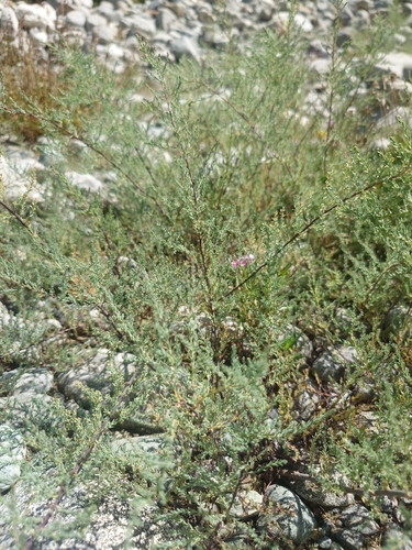 Myricaria germanica, photograph 2