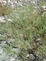 Myricaria germanica, photograph (c) hecklemore, some rights reserved (CC BY)