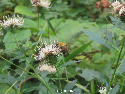Ussuri Bumble Bee