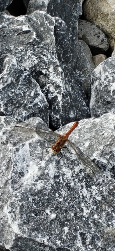 Ruddy Darter