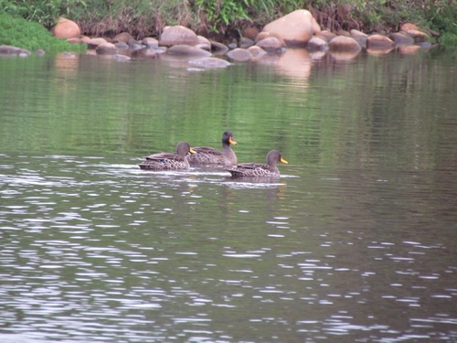 iNaturalist image
