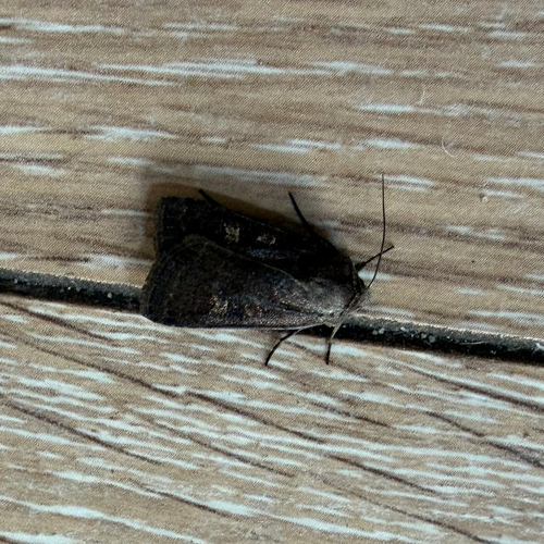 Square-spot Rustic