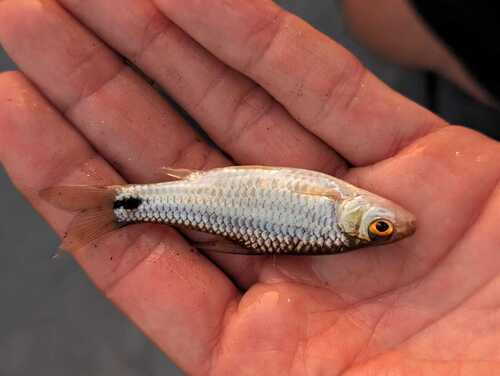 Dashtail Barb