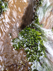 Fissidens grandifrons