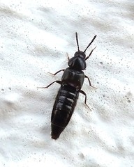 Aleochara