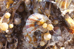 Electroma papilionacea