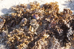 Electroma papilionacea