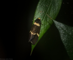 Thallarcha phalarota