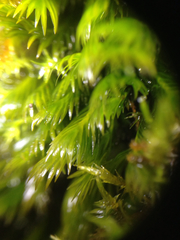 Fissidens grandifrons