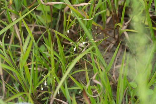 Mitrasacme pygmaea observed 2026-08-30