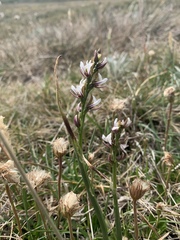 Prasophyllum suttonii