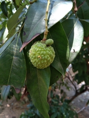 Litchi