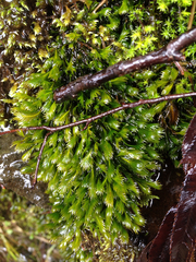 Fissidens grandifrons