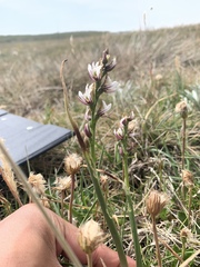 Prasophyllum suttonii