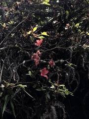 Rhododendron simsii