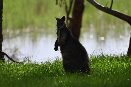 Swamp Wallaby