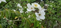 Rosa brunonii