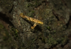 Caloptilia plagata