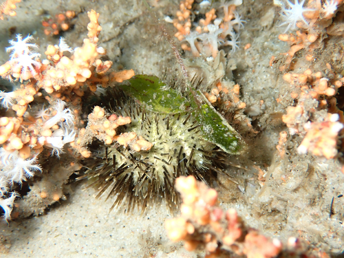 Temnopleurus alexandri observed 2026-08-30