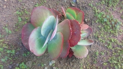 Kalanchoe luciae
