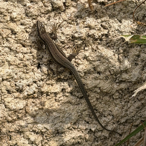 Common Wall Lizard
