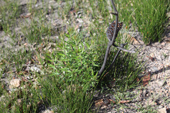 Banksia neoanglica