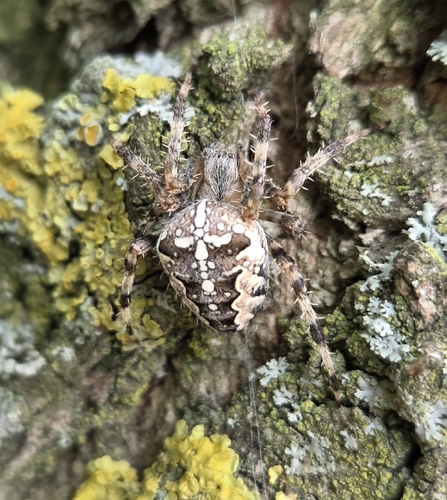 Cross Orbweaver