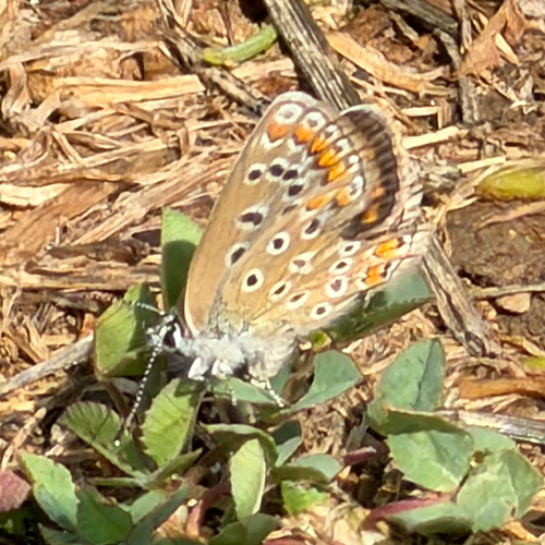 Common Blue