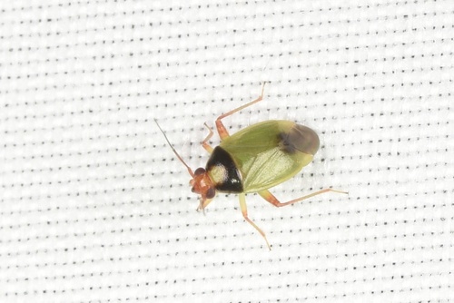 Prolygus observed 2026-08-18