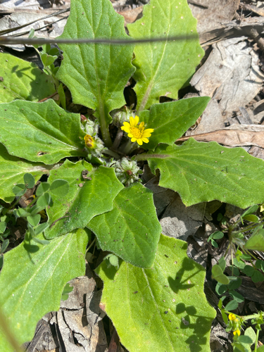 Austral bear’s-ears