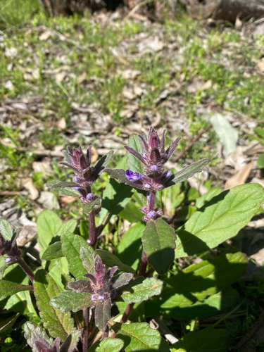 Austral Bugle