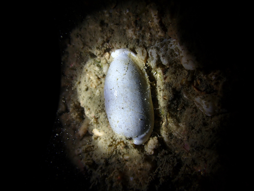 Cypraea cylindrica observed 2026-08-29
