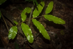 Cupaniopsis flagelliformis