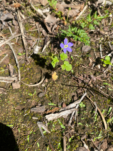 Eastern Stork's-bill
