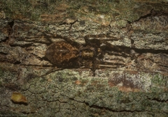 Toxopsoides erici