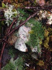 Pilophorus acicularis